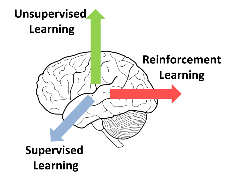 Brain with Learning1