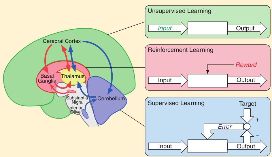 Brain with Learning2